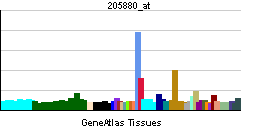 Protein kinase D1